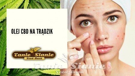 Olej cbd na trądzik
