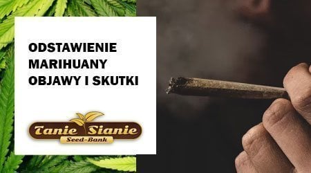 Odstawienie marihuany objawy i skutki – jak sobie poradzić?