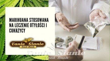 Marihuana stosowana na leczenie otyłości i cukrzycy