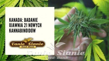 Kanada: Badanie ujawnia 21 nowych kannabinoidów