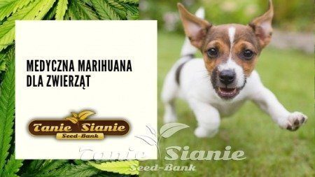 Medyczna marihuana dla zwierząt