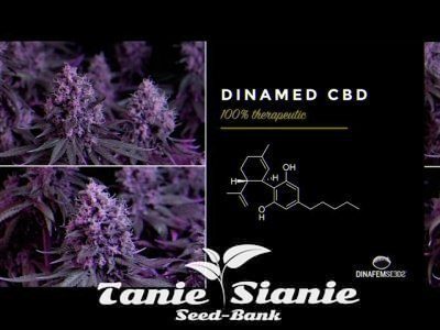 Dimaned CBD od Dinafem Seeds