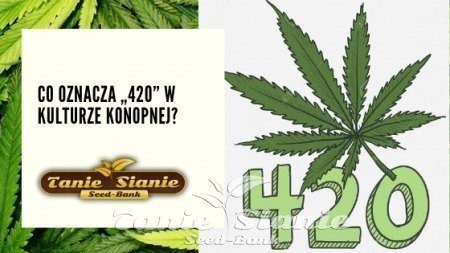 Co oznacza „420” w kulturze konopnej?