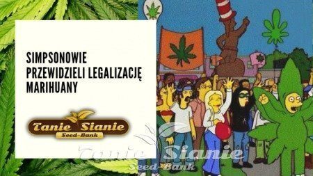 Simpsonowie przewidzieli legalizację marihuany