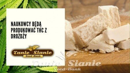 Naukowcy będą produkować THC z drożdży