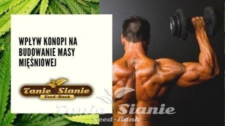 Wpływ konopi na budowanie masy mięśniowej