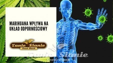 Marihuana wpływa na układ odpornościowy