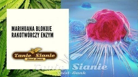 Marihuana blokuje rakotwórczy enzym