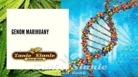 Genom marihuany