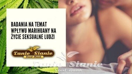 Badania na temat wpływu marihuany na życie seksualne ludzi