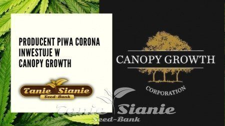 Producent piwa Corona