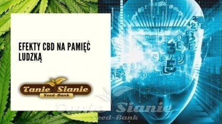 Efekty CBD na pamięć ludzką