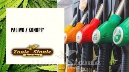 Paliwo z konopi ?