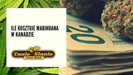 Ile kosztuje marihuana w Kanadzie