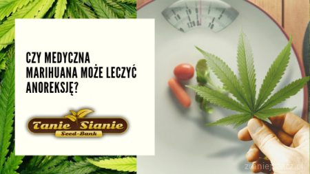 Czy medyczna marihuana może leczyć anoreksję?