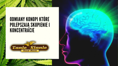 Odmiany konopi które polepszają skupienie i koncentracje