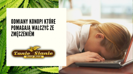 Odmiany konopi które pomagają walczyć ze zmęczeniem