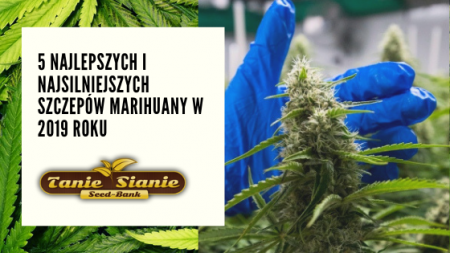5 najlepszych i najsilniejszych szczepów marihuany w 2019 roku