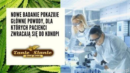 Nowe badanie pokazuje główne powody, dla których pacjenci zwracają się do konopi