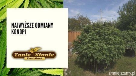 Najwyższe Odmiany Konopi