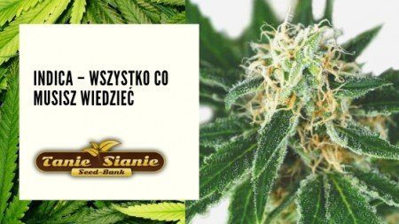 Indica – wszystko co musisz wiedzieć
