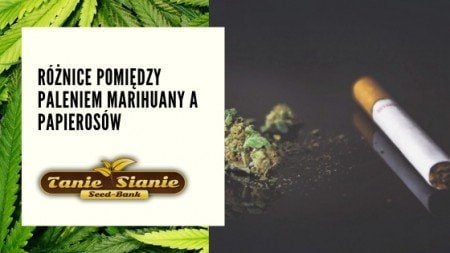 Różnice pomiędzy paleniem marihuany a papierosów