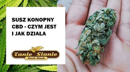 Susz konopny CBD – czym jest i jak działa?