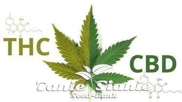 Mity Konopne: CBD tylko w celach leczniczych, THC tylko w celach rekreacyjnych
