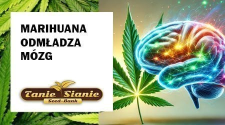 Jak palenie marihuany wpływa na mózg?