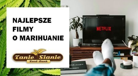 Najlepsze filmy o marihuanie. Zobacz top 16 filmów i komedii jaraniu!