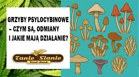 Grzyby psylocybinowe – czym są? odmiany i jakie mają działanie?