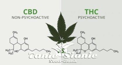 CBD vs. THC: Dlaczego CBD nie jest toksyczny ?