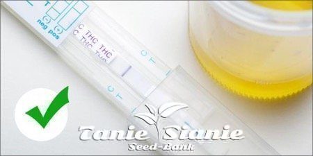Czy użycie oleju CBD daje pozytywny test na obecność narkotyków?