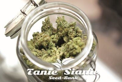 Marihuana w leczeniu astmy oskrzelowej