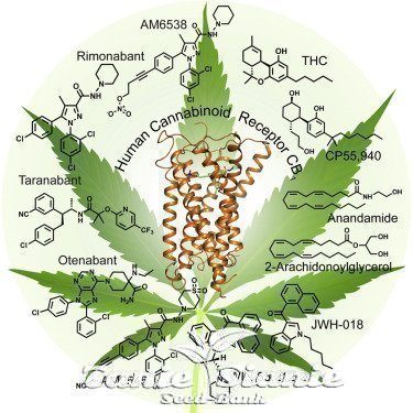 Układ Endokannabinoidowy