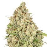 Odmiana marihuany Amnesia