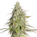 Odmiana marihuany Girl Scout Cookies