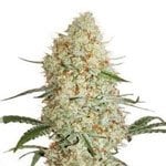 Odmiana marihuany Critical