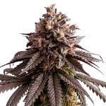 Odmiana marihuany Gelato