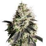 Odmiana marihuany Gorilla