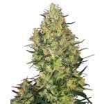 Odmiana marihuany Skunk