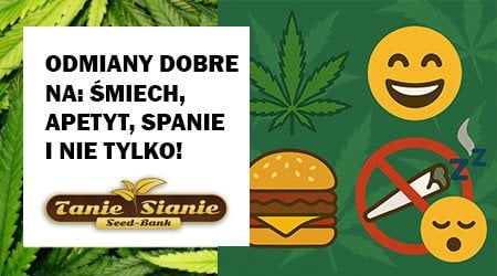 Najlepsze odmiany marihuany: na śmiech, apetyt, bez gastro i na spanko