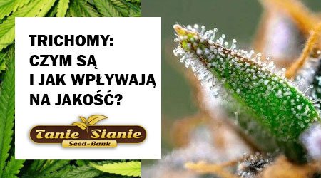 Trichomy – czym są i jak wpływają na jakość marihuany