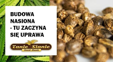 Budowa nasiona – tutaj zaczyna się Twoja uprawa