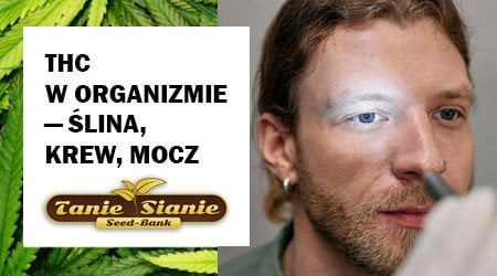 THC w organizmie — ślina, krew, mocz. Jak długo się utrzymuje?