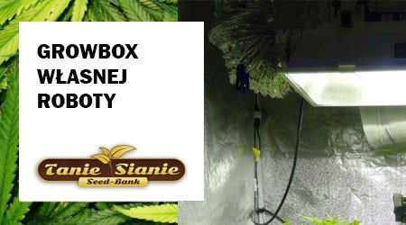 Growbox własnej roboty – poradnik dla początkujących