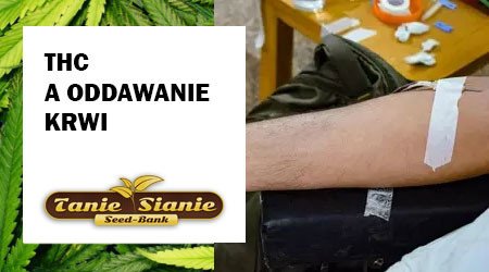THC a oddawanie krwi – co warto wiedzieć przed donacją?